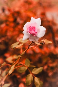 野生玫瑰花枝摄影图片