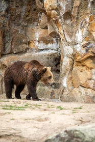 动物园野生大棕熊摄影图片