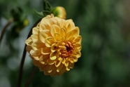 微距特写黄色大丽菊花摄影图片