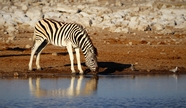 在河边喝水的野生斑马图片