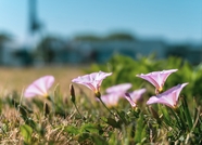 草地野生牵牛花摄影图片