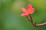 姜黄色百合花摄影图片