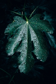 雨后树叶微距特写摄影图片