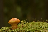 地面蕨类苔藓植物蘑菇图片