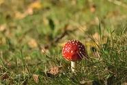 野草地破土而出红蘑菇图片