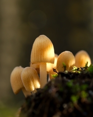 破土而出野生蘑菇群摄影图片