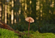 树林地面青苔硬柄小皮伞蘑菇图片