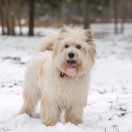 冬季雪地宠物狗狗摄影图片