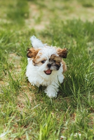 绿色草地可爱呆萌西施犬摄影图片