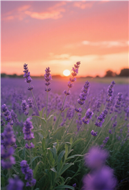 日暮黄昏浪漫薰衣草花海图片