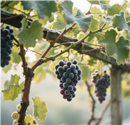 挂在葡萄藤上的葡萄图片