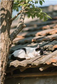 躺在房顶上睡觉的小猫咪图片