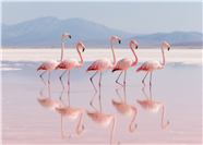 水中央一起粉色火烈鸟图片