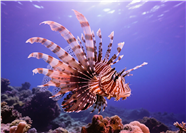 海底世界狮子鱼摄影图片