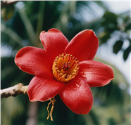 微距特写枝头红色木棉花摄影图片