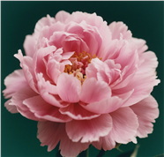 粉色牡丹花微距特写摄影图片