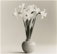 灰色调水仙花盆栽摄影图片