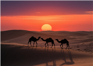日暮黄昏沙漠落日余晖骆驼图片