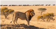 非洲大草原野生大狮子摄影图片