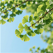 绿色小清新银杏叶局部摄影图片