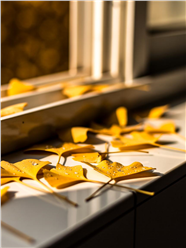 窗台边上的黄色银杏落叶图片