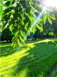阳光照耀下的草地和树叶图片