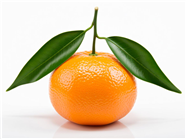 带叶新鲜橘子摄影图片