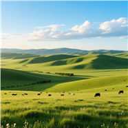 蓝色天空草原牛羊风光摄影图片