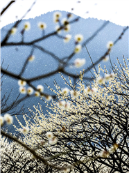 冬日梅花远景图片