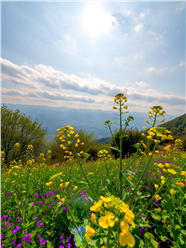 金色油菜花风景摄影图片
