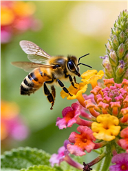 蜜蜂在花丛中飞舞采蜜图片
