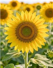 金色灿烂的向日葵花海摄影图片