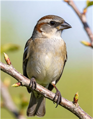站在树枝上的野生小鸟儿图片