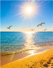 夏日金色海边沙滩阳光海鸟图片